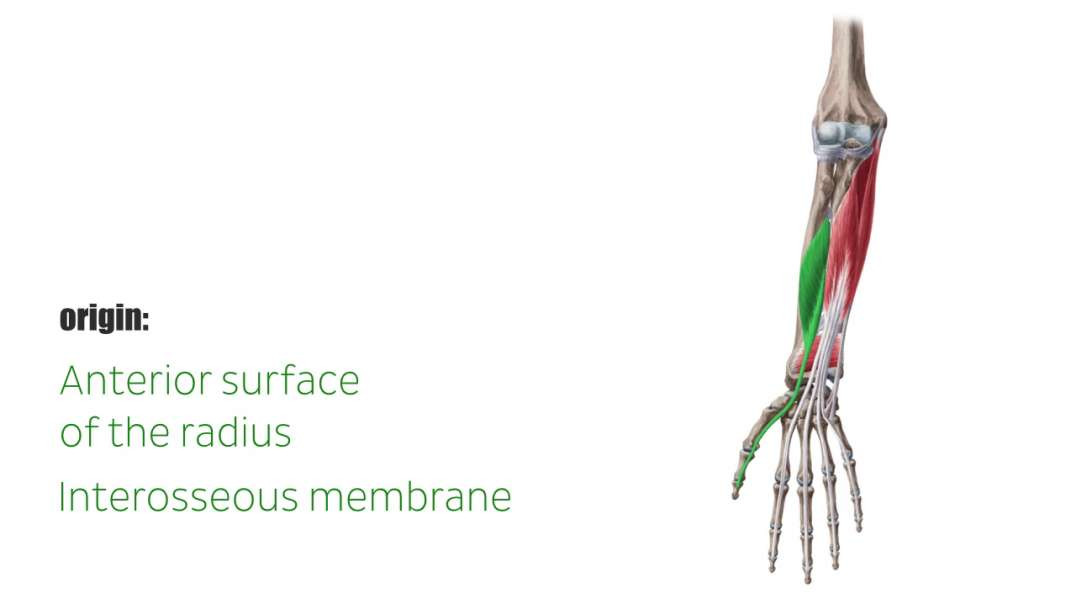 Flexor pollicis longus muscle