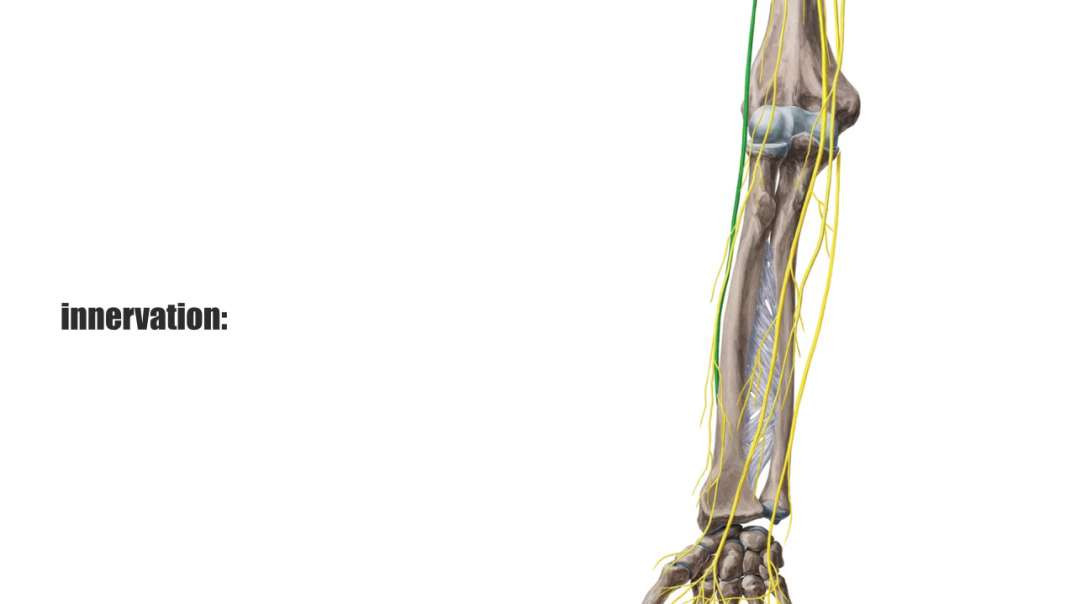 Abductor pollicis longus