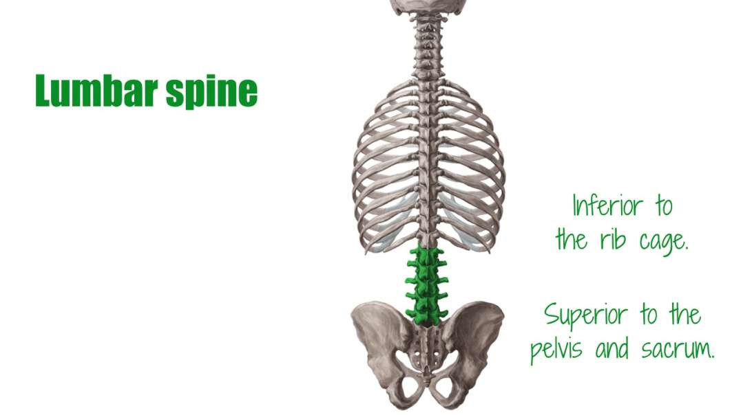 Lumbar spine