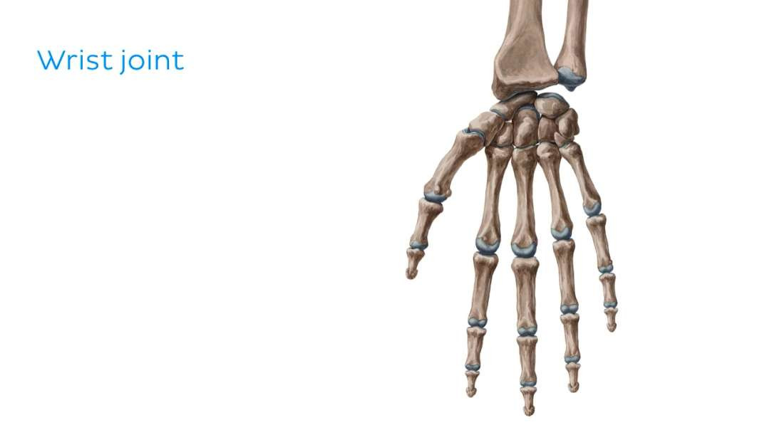 Cross section of upper extremity