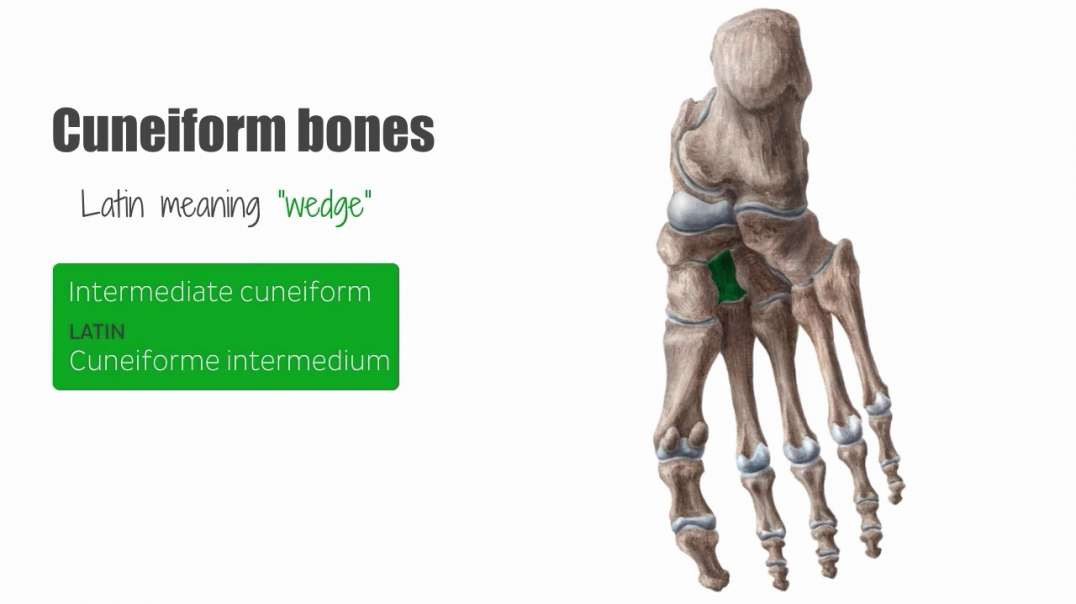 Cuneiform bones