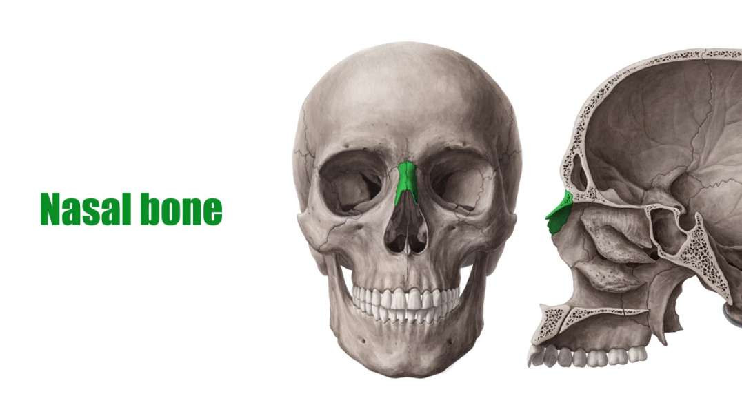 Nasal bone