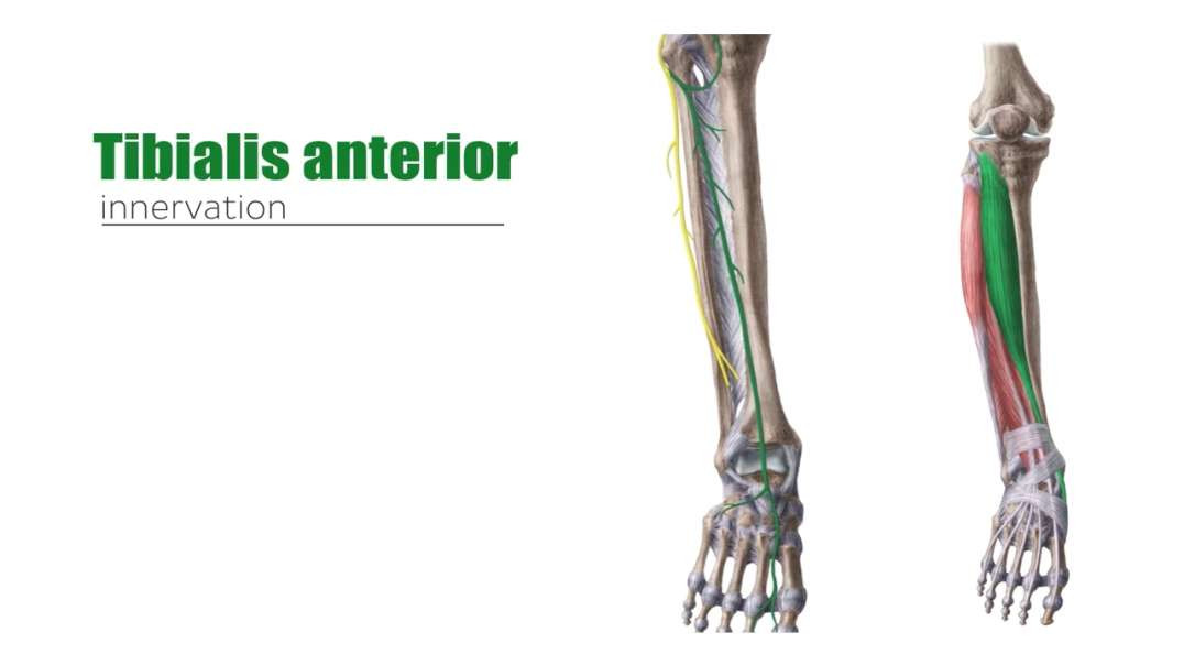 Anterior and lateral muscles of the leg