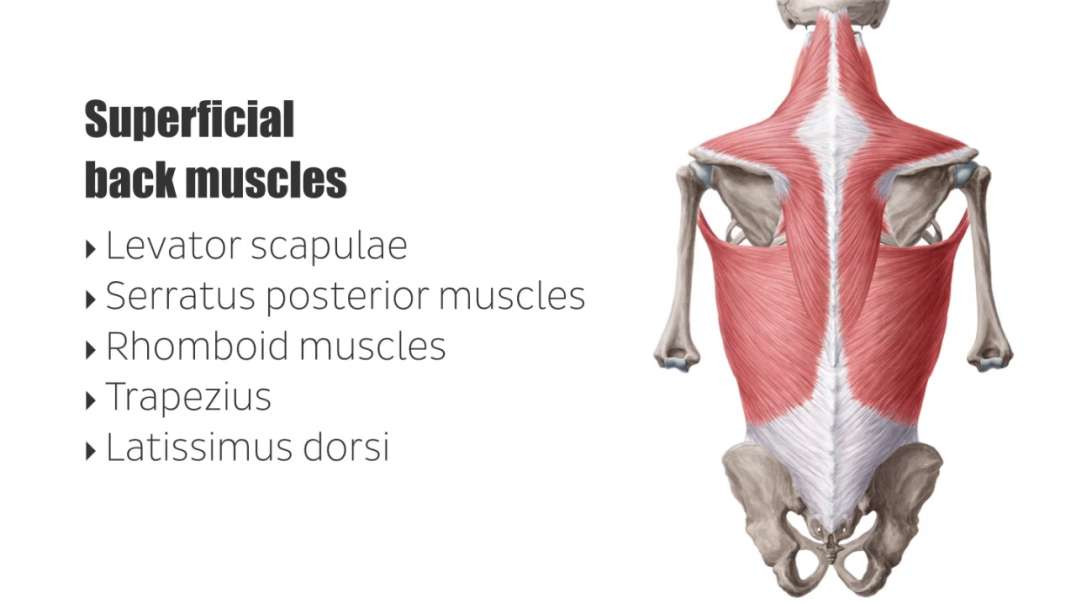 Superficial back muscles