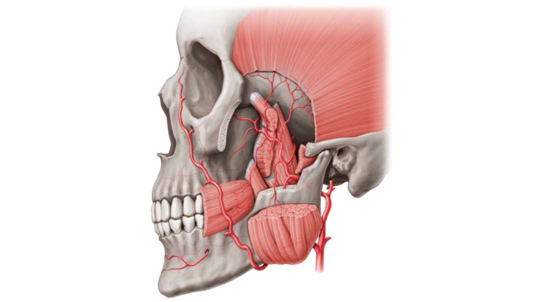 Maxillary artery