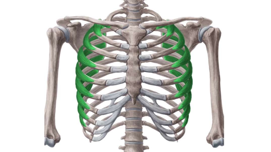 Serratus anterior muscle