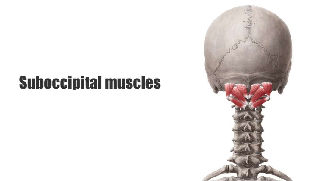 Suboccipital muscles