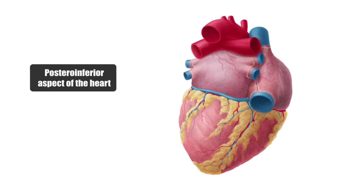 Posteroinferior view of the heart