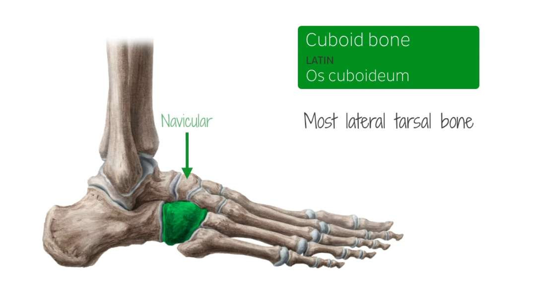 Cuboid bone