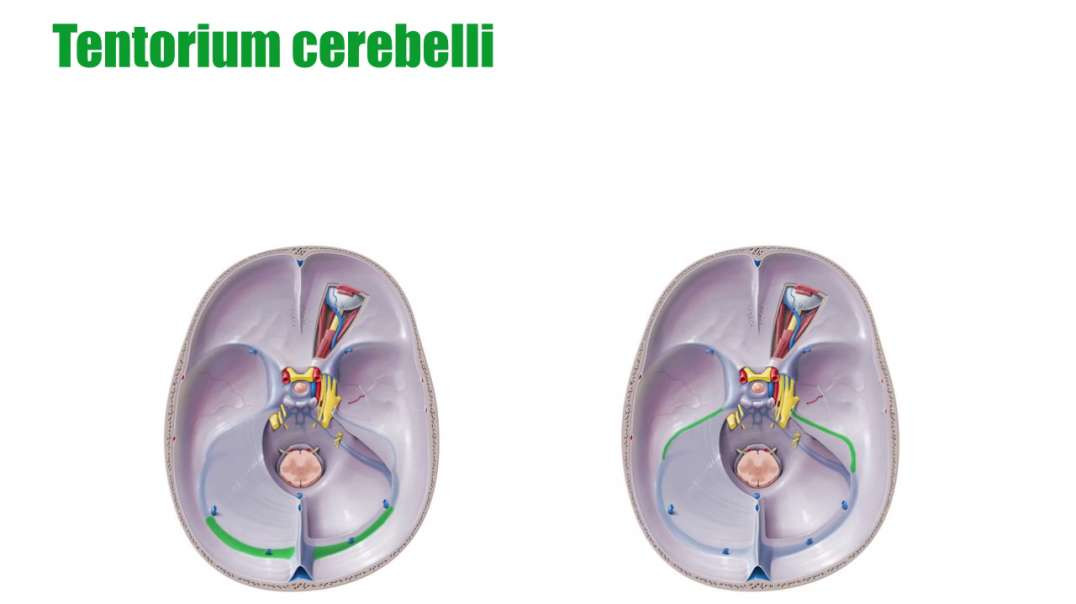 entorium cerebelli