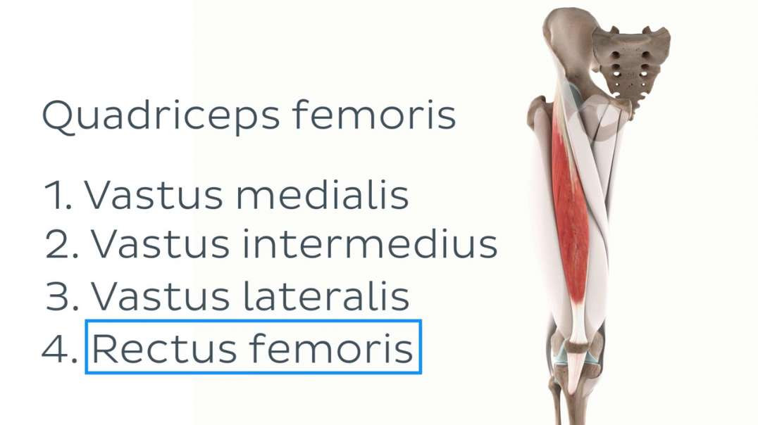 Functions of the semimembranosus muscle