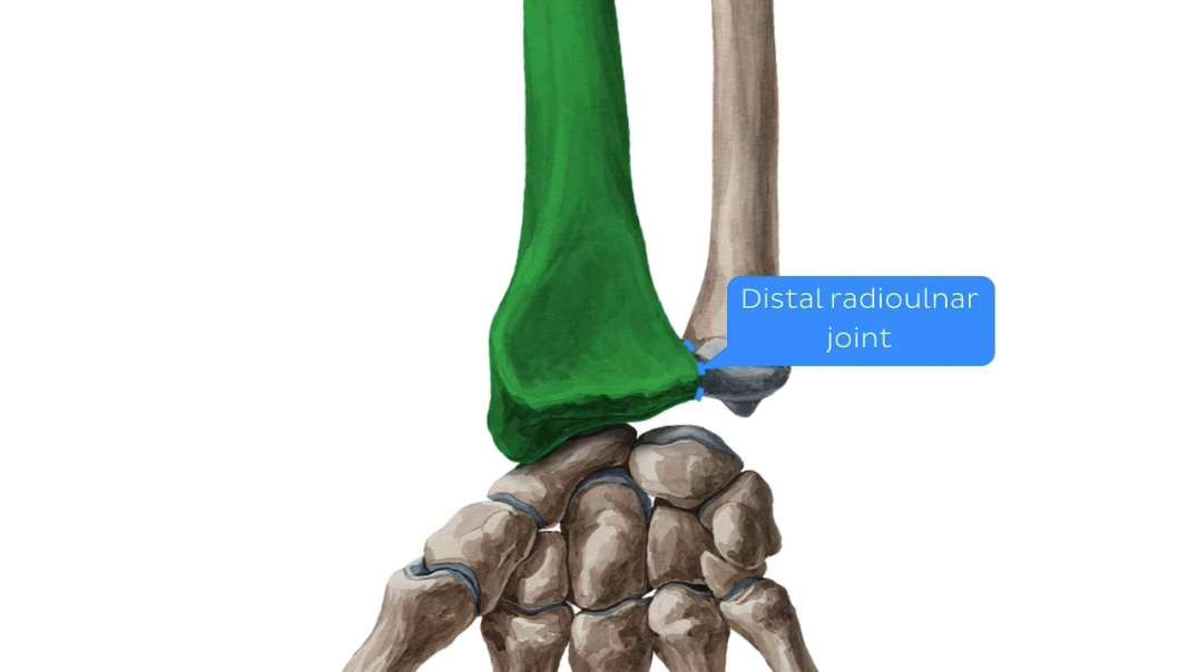 Radius and ulna