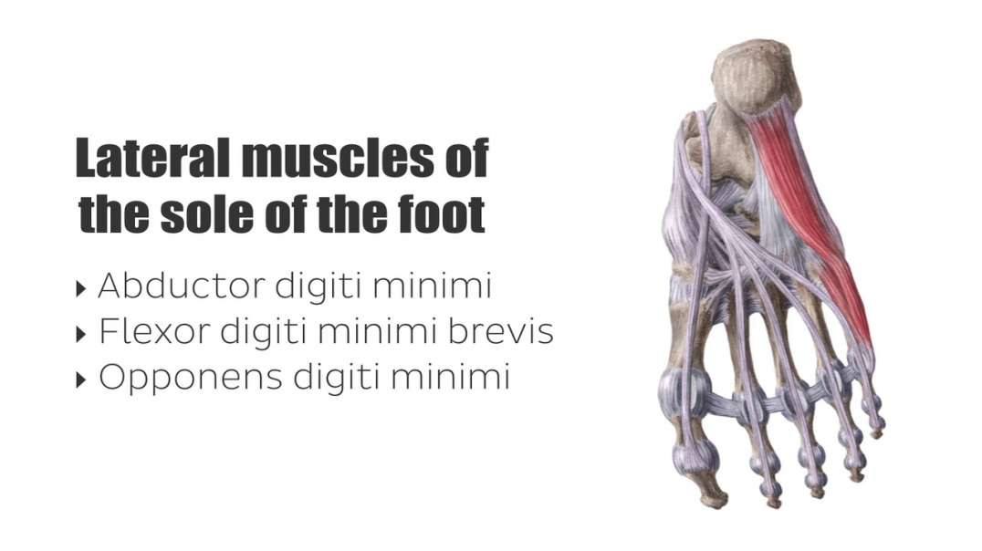 Lateral muscles of the sole of the foot