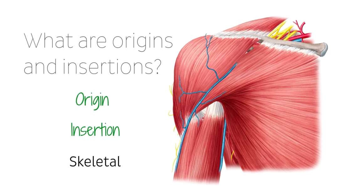 Origin vs insertion