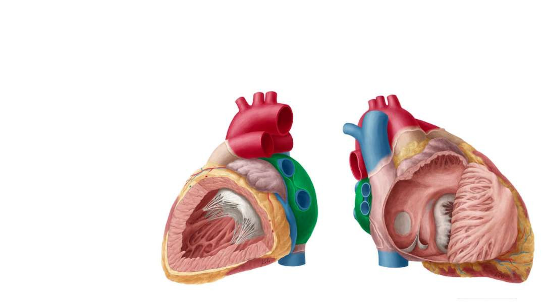 Left atrium and ventricle