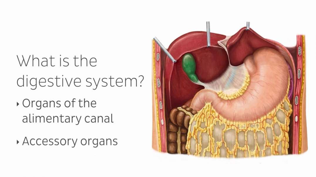 Organs of The Digestive System