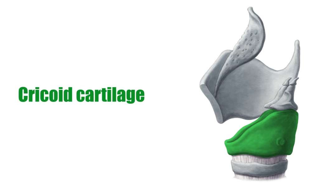 Cricoid cartilage