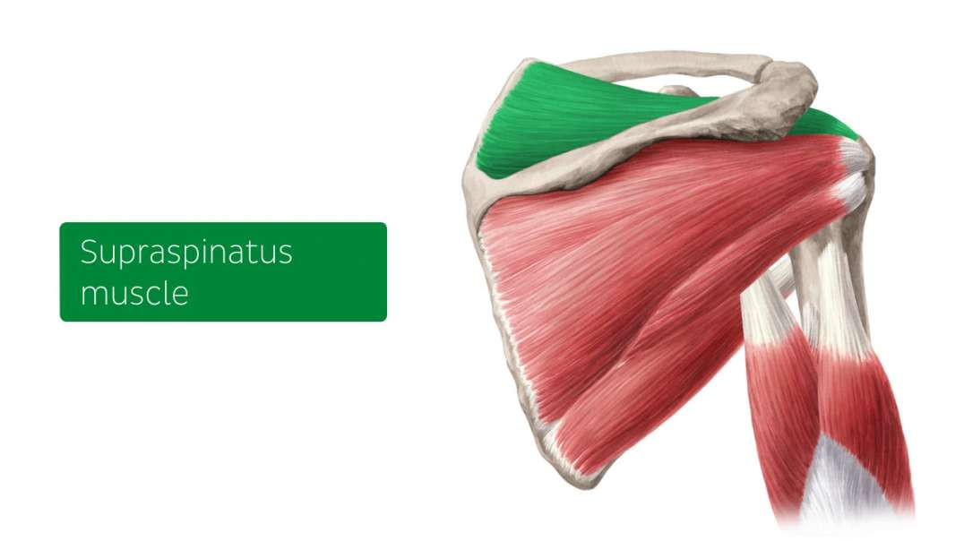 main mucles of the upper  extremity