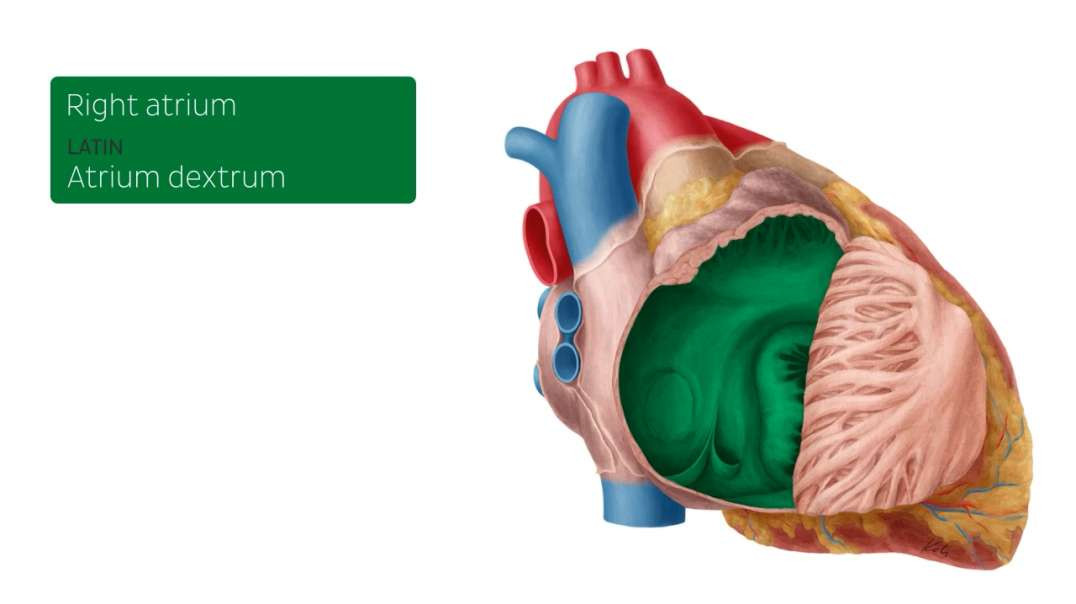 Right atrium and ventricle
