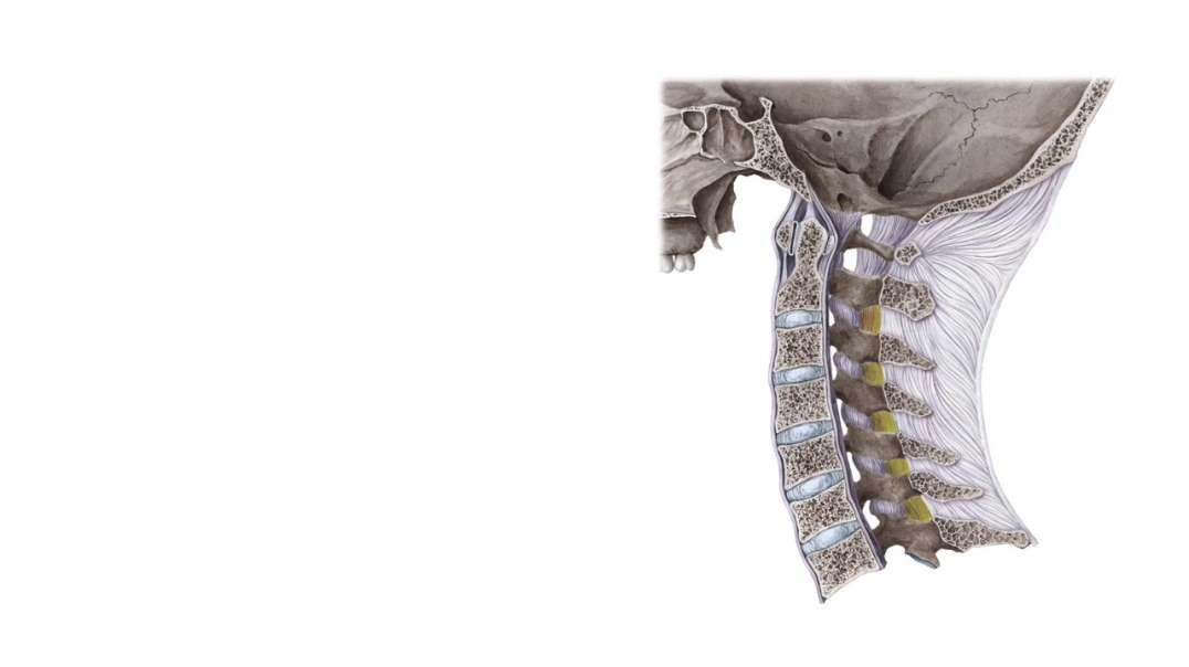 Craniovertebral ligaments