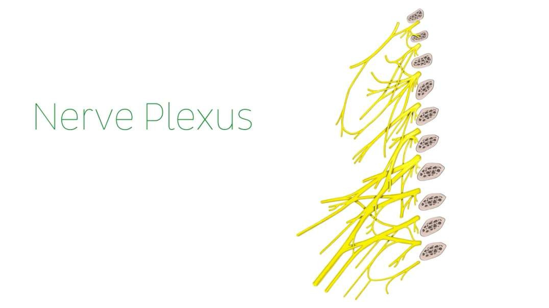 What is a nerve plexus