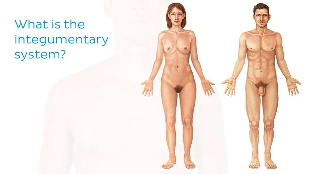 Integumentary System