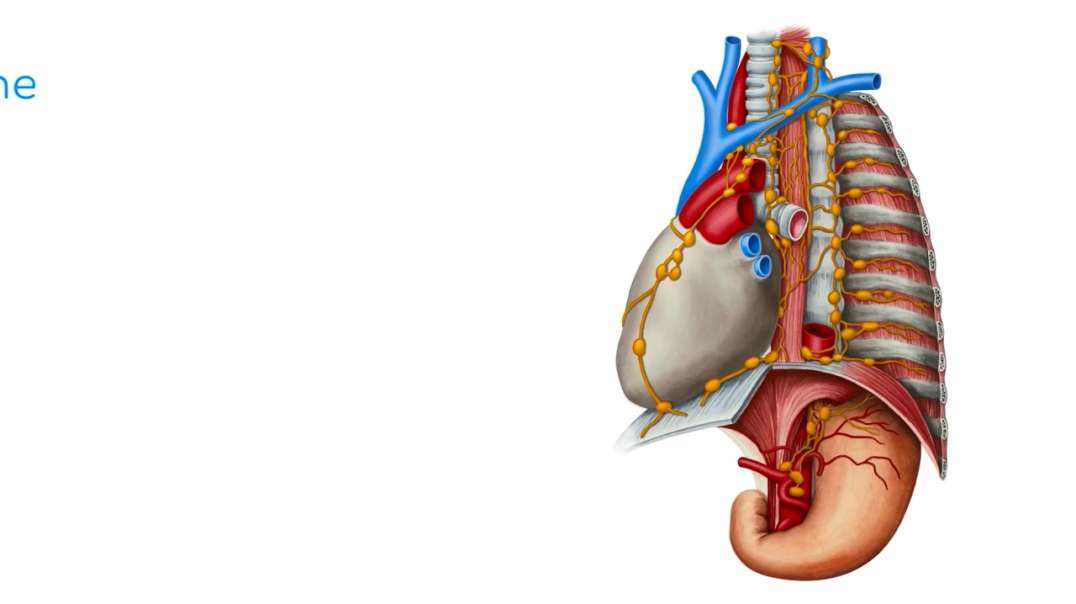 Lymphatics of the mediastinum