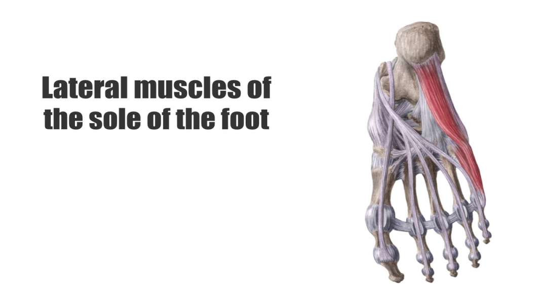 Lateral muscles of the sole of the foot