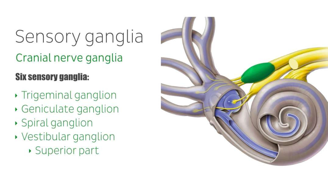 What is a ganglion