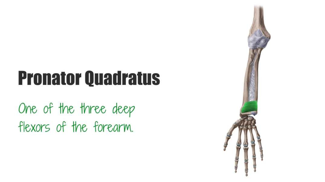 Pronator quadratus
