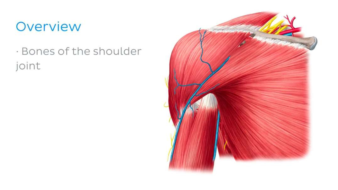 Muscles of the shoulder