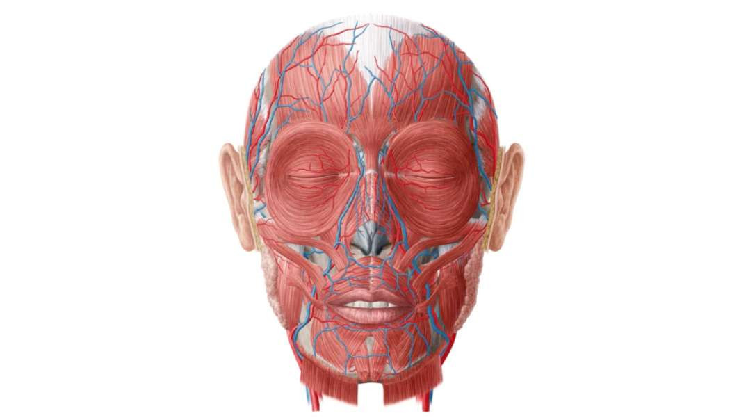 Superficial blood vessels of the head
