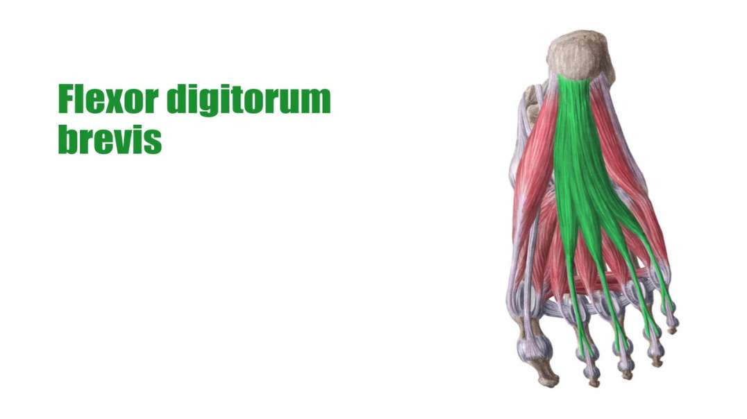 Central muscles of sole of the foot