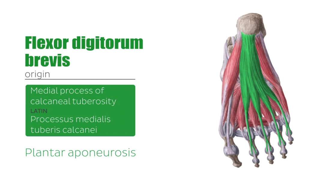 Central muscles of sole of the foot