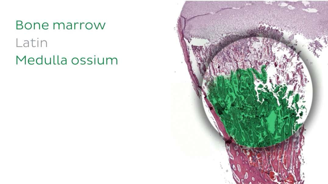 Introduction to the lymphatic system