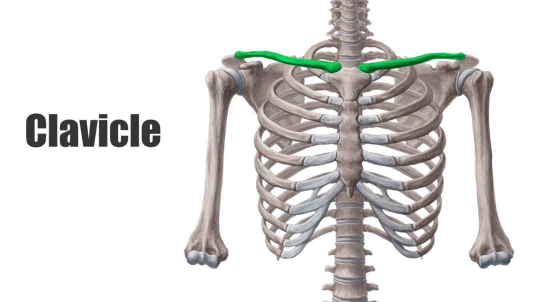 Introduction to the clavicle Kenhub