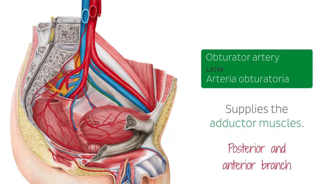 Blood vessels of the male pelvis
