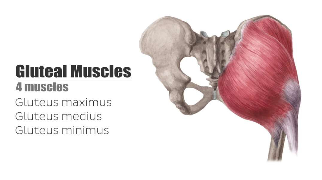 0Gluteal muscles