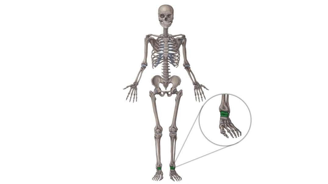 Ankle joint Kenhub-Ankle joint from