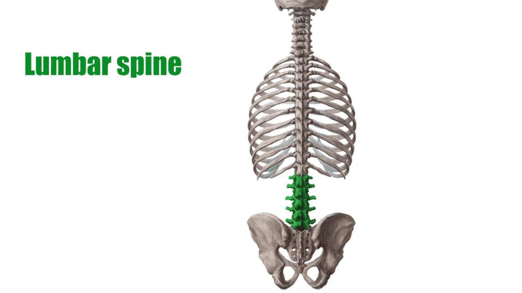Lumbar spine