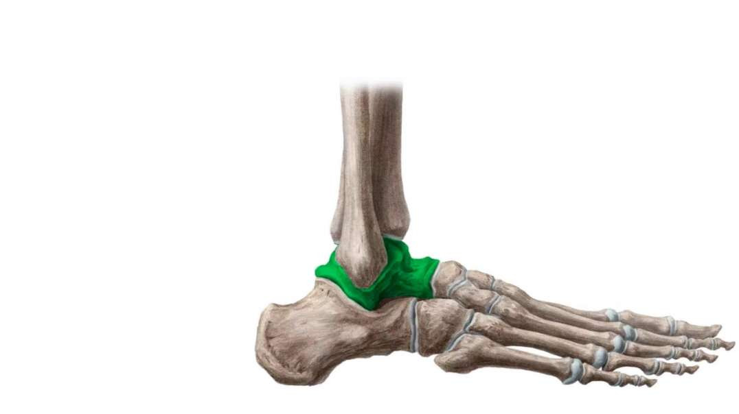 Joints and blood supply of talus