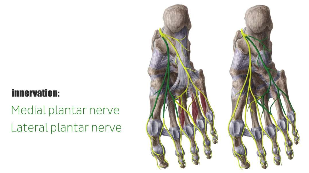 Lumbrical muscles of the foot