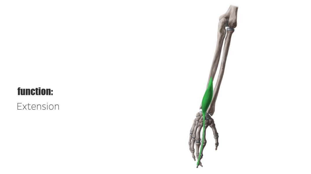 Extensor indicis