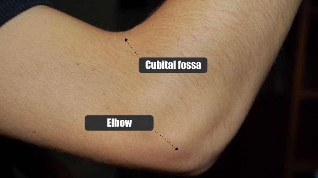 Cubital fossa