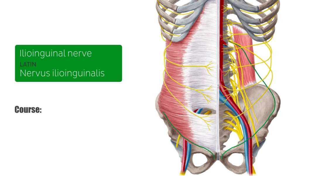 Ilioinguinal nerve