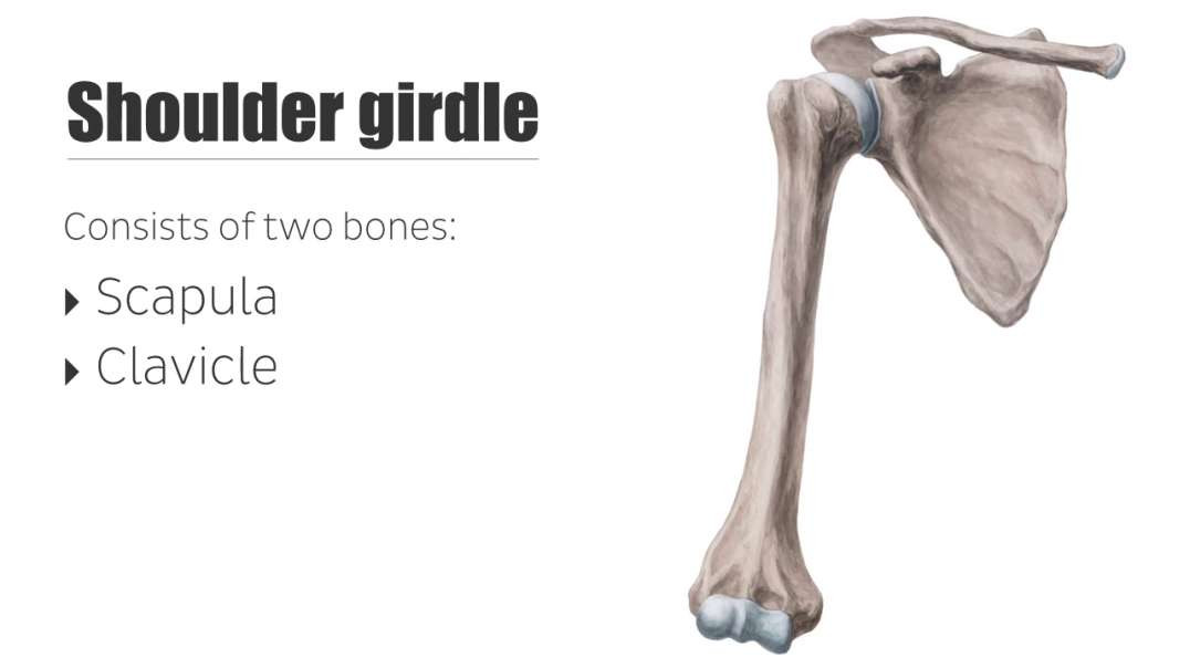 Shoulder girdle Kenhub