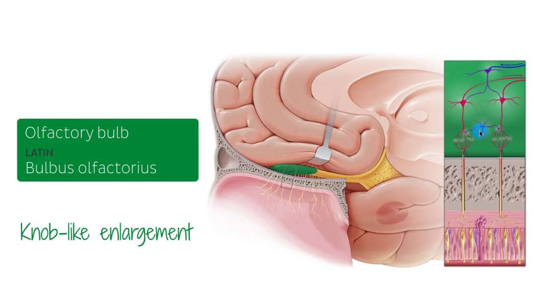 Basal view of the brain