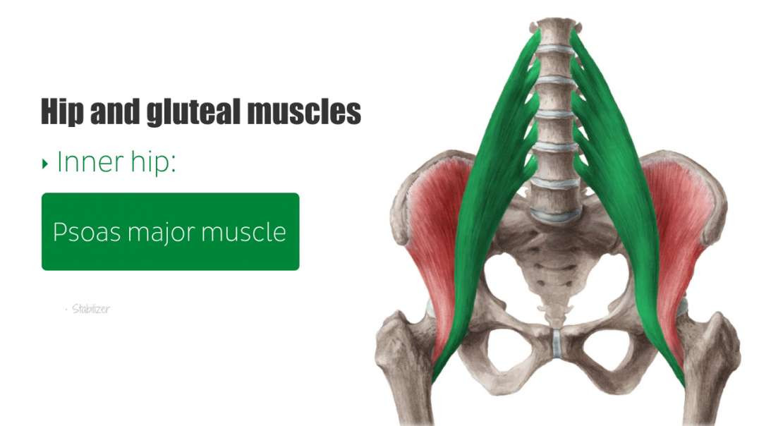 Overview of the muscles of lower limb