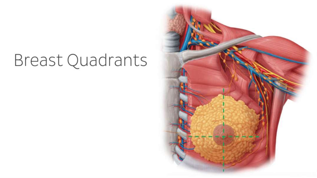Lymphatics of the female breast