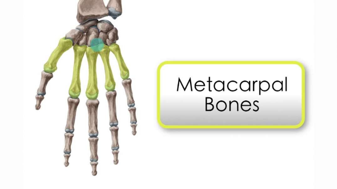 Metacarpal bones